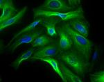 Rabbit IgG (H+L) Highly Cross-Adsorbed Secondary Antibody in Immunocytochemistry (ICC/IF)