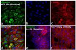 Rabbit IgG (H+L) Highly Cross-Adsorbed Secondary Antibody in Immunocytochemistry (ICC/IF)