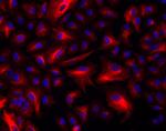 Rabbit IgG (H+L) Highly Cross-Adsorbed Secondary Antibody in Immunocytochemistry (ICC/IF)