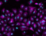 Rabbit IgG (H+L) Highly Cross-Adsorbed Secondary Antibody in Immunocytochemistry (ICC/IF)