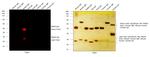 Rabbit IgG (H+L) Highly Cross-Adsorbed Secondary Antibody in Western Blot (WB)