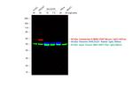 Rabbit IgG (H+L) Highly Cross-Adsorbed Secondary Antibody in Western Blot (WB)