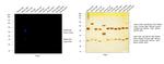 Rabbit IgG (H+L) Highly Cross-Adsorbed Secondary Antibody in Western Blot (WB)