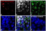 Goat IgG (H+L) Highly Cross-Adsorbed Secondary Antibody in Immunocytochemistry (ICC/IF)