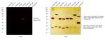 Goat IgG (H+L) Highly Cross-Adsorbed Secondary Antibody