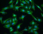 Chicken IgY (H+L) Cross-Adsorbed Secondary Antibody in Immunocytochemistry (ICC/IF)