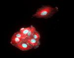 Chicken IgY (H+L) Cross-Adsorbed Secondary Antibody in Immunocytochemistry (ICC/IF)
