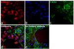 Chicken IgY (H+L) Cross-Adsorbed Secondary Antibody in Immunocytochemistry (ICC/IF)