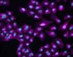 Chicken IgY (H+L) Cross-Adsorbed Secondary Antibody in Immunocytochemistry (ICC/IF)