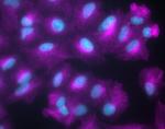 Chicken IgY (H+L) Cross-Adsorbed Secondary Antibody in Immunocytochemistry (ICC/IF)