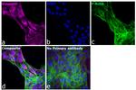 Chicken IgY (H+L) Cross-Adsorbed Secondary Antibody in Immunocytochemistry (ICC/IF)