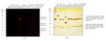 Chicken IgY (H+L) Cross-Adsorbed Secondary Antibody