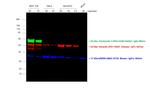 Chicken IgY (H+L) Cross-Adsorbed Secondary Antibody in Western Blot (WB)