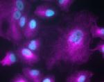 Chicken IgY (H+L) Cross-Adsorbed Secondary Antibody in Immunocytochemistry (ICC/IF)