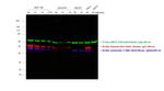 Chicken IgY (H+L) Cross-Adsorbed Secondary Antibody in Western Blot (WB)