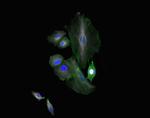 Chicken IgY (H+L) Cross-Adsorbed Secondary Antibody in Immunocytochemistry (ICC/IF)