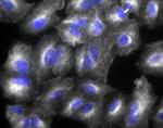 Chicken IgY (H+L) Cross-Adsorbed Secondary Antibody in Immunocytochemistry (ICC/IF)