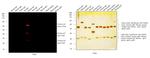 Chicken IgY (H+L) Cross-Adsorbed Secondary Antibody in Western Blot (WB)