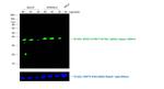 Rat IgG (H+L) Highly Cross-Adsorbed Secondary Antibody in Western Blot (WB)