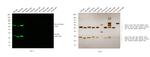 Rat IgG (H+L) Highly Cross-Adsorbed Secondary Antibody in Western Blot (WB)