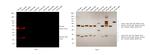 Rat IgG (H+L) Highly Cross-Adsorbed Secondary Antibody