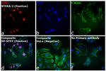 Rat IgG (H+L) Highly Cross-Adsorbed Secondary Antibody in Immunocytochemistry (ICC/IF)