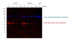 Rat IgG (H+L) Highly Cross-Adsorbed Secondary Antibody in Western Blot (WB)