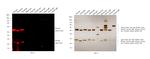 Rat IgG (H+L) Highly Cross-Adsorbed Secondary Antibody in Western Blot (WB)