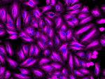 Rat IgG (H+L) Highly Cross-Adsorbed Secondary Antibody in Immunocytochemistry (ICC/IF)