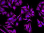 Rat IgG (H+L) Highly Cross-Adsorbed Secondary Antibody in Immunocytochemistry (ICC/IF)