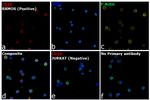 Rat IgG (H+L) Highly Cross-Adsorbed Secondary Antibody in Immunocytochemistry (ICC/IF)