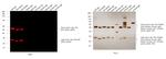 Rat IgG (H+L) Highly Cross-Adsorbed Secondary Antibody