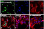 Rat IgG (H+L) Highly Cross-Adsorbed Secondary Antibody in Immunocytochemistry (ICC/IF)