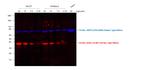 Rat IgG (H+L) Highly Cross-Adsorbed Secondary Antibody in Western Blot (WB)