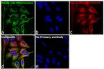 Rat IgG (H+L) Highly Cross-Adsorbed Secondary Antibody in Immunocytochemistry (ICC/IF)