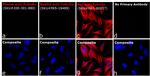 Rat IgG (H+L) Highly Cross-Adsorbed Secondary Antibody in Immunocytochemistry (ICC/IF)