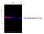 Rat IgG (H+L) Highly Cross-Adsorbed Secondary Antibody in Western Blot (WB)