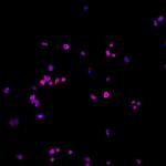 Human IgG (H+L) Cross-Adsorbed Secondary Antibody in Immunocytochemistry (ICC/IF)
