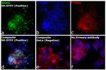 Mouse IgG (H+L) Cross-Adsorbed Secondary Antibody in Immunocytochemistry (ICC/IF)