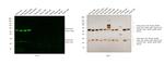 Mouse IgG (H+L) Cross-Adsorbed Secondary Antibody in Western Blot (WB)