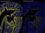 Mouse IgG (H+L) Cross-Adsorbed Secondary Antibody in Immunohistochemistry (Paraffin) (IHC (P))