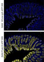 Mouse IgG (H+L) Cross-Adsorbed Secondary Antibody in Immunohistochemistry (Paraffin) (IHC (P))