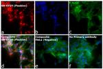 Mouse IgG (H+L) Cross-Adsorbed Secondary Antibody in Immunocytochemistry (ICC/IF)