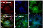 Mouse IgG (H+L) Cross-Adsorbed Secondary Antibody in Immunocytochemistry (ICC/IF)