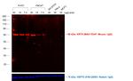 Mouse IgG (H+L) Cross-Adsorbed Secondary Antibody in Western Blot (WB)