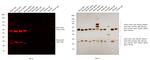 Mouse IgG (H+L) Cross-Adsorbed Secondary Antibody in Western Blot (WB)