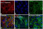 Mouse IgG (H+L) Cross-Adsorbed Secondary Antibody in Immunocytochemistry (ICC/IF)