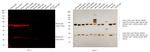 Mouse IgG (H+L) Cross-Adsorbed Secondary Antibody in Western Blot (WB)