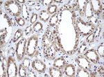 A4GNT Antibody in Immunohistochemistry (Paraffin) (IHC (P))