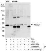 REDD1 Antibody in Western Blot (WB)